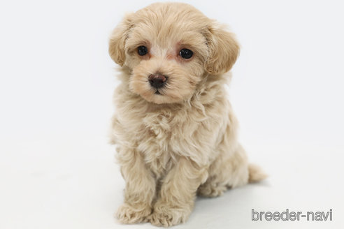 成約済の神奈川県のマルプー:マルチーズ×トイプードル-313785の2枚目